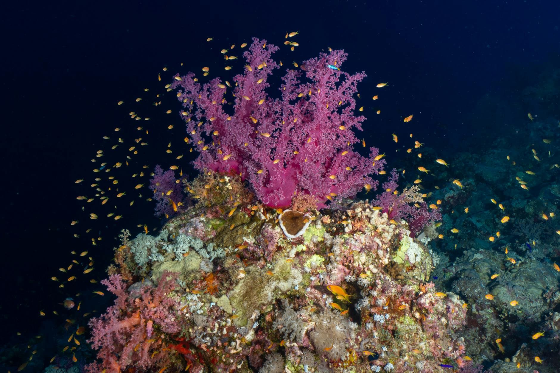 Visit Elphinstone Reef: A Guide to Marsa Alam's Gem